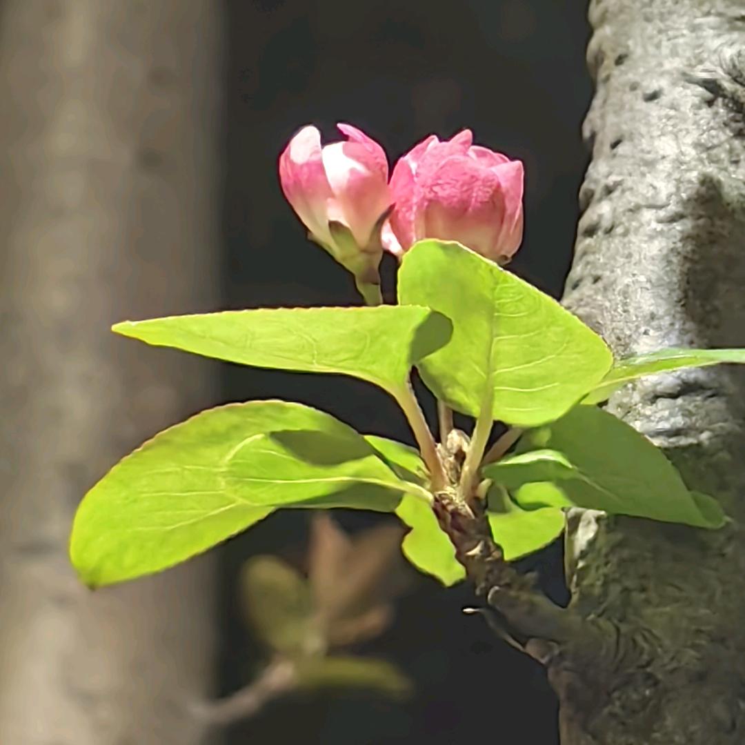 知忆