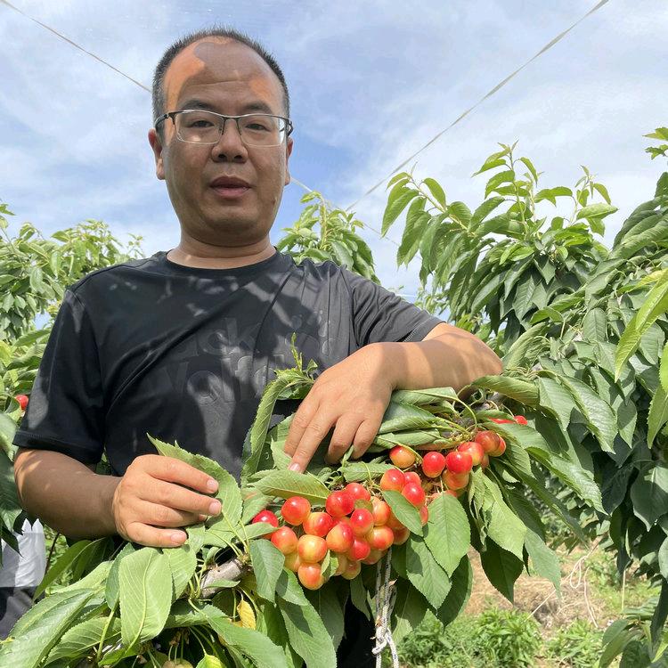 果之语樱桃