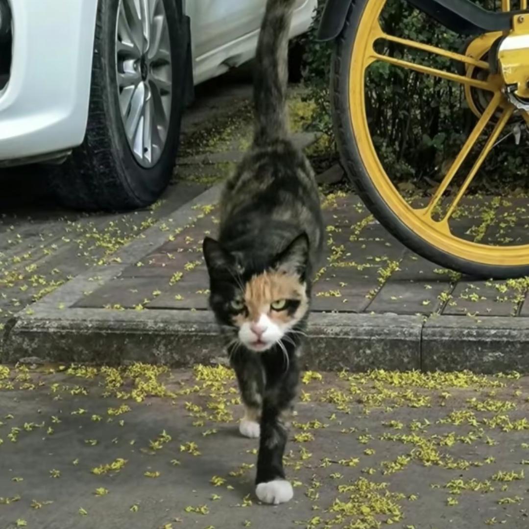 菠萝鸡腿堡