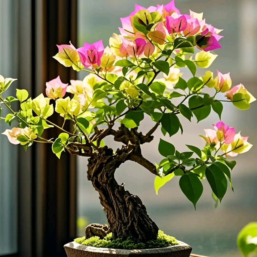 花韵宜良小铺