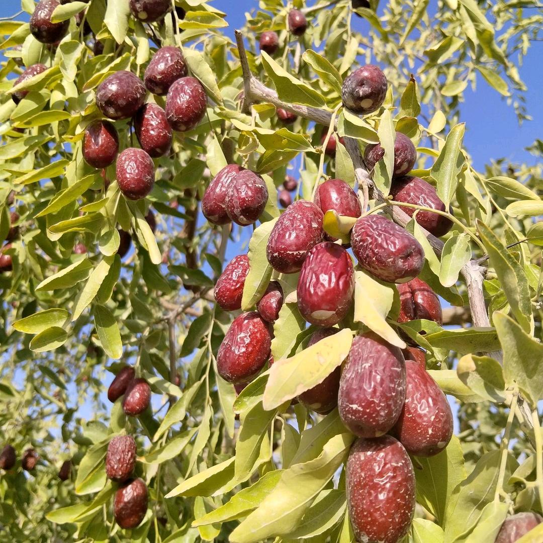 新疆和田大枣