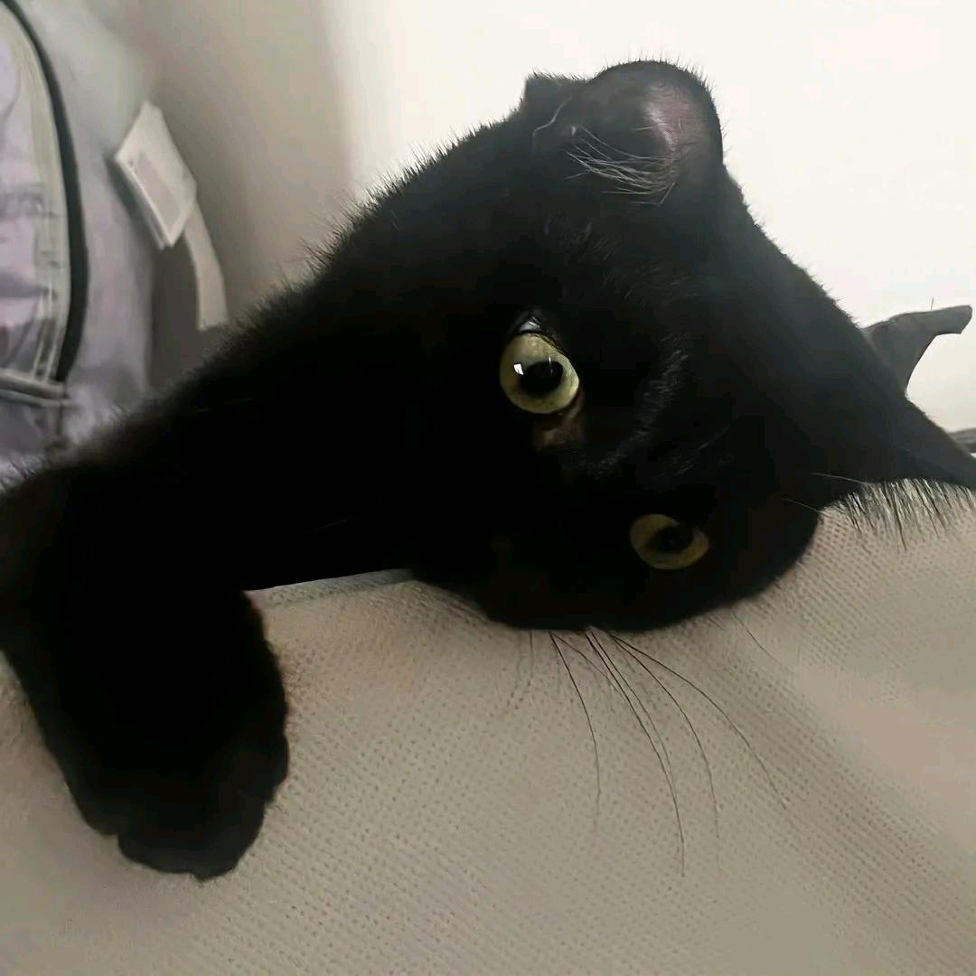 我的猫和我说起过你