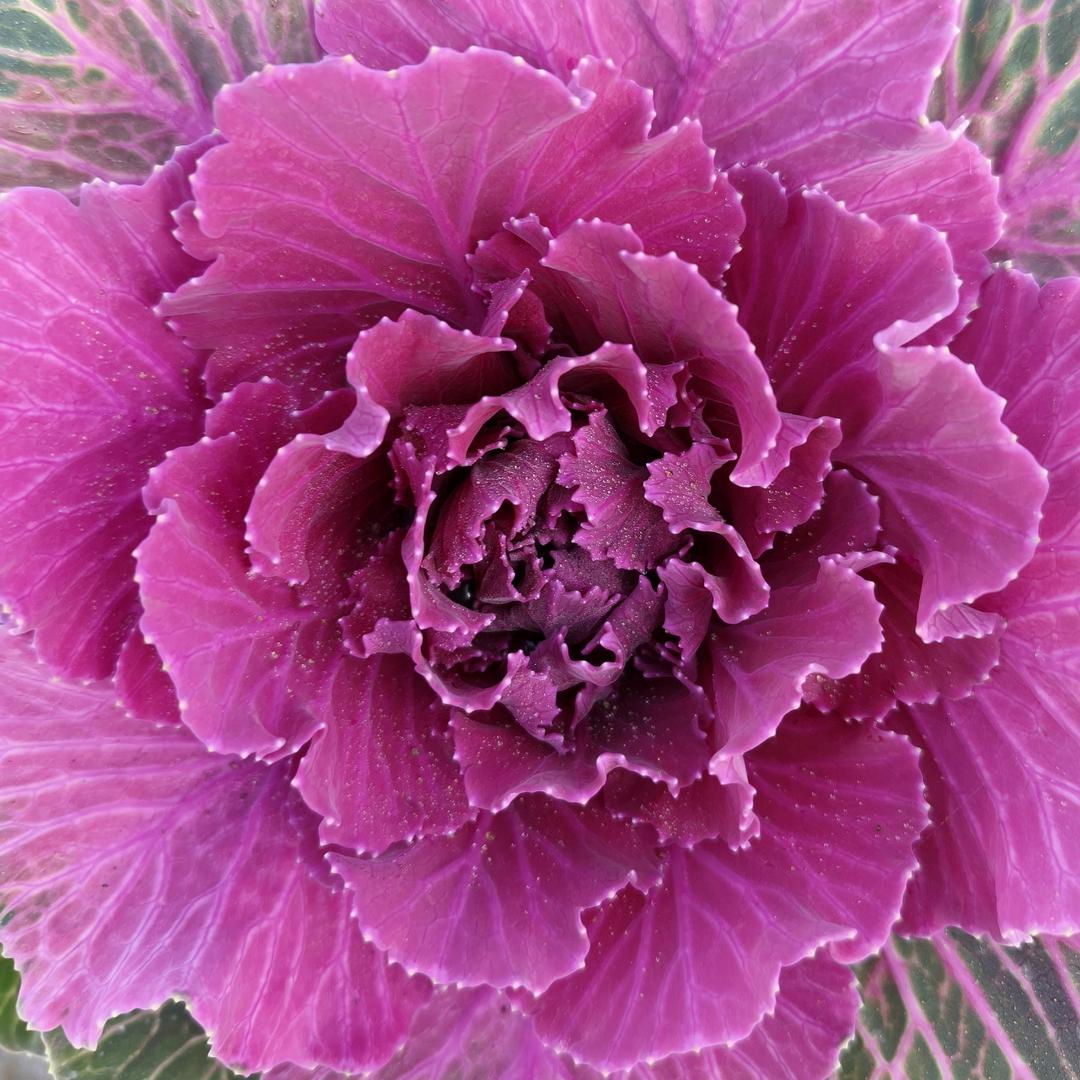 小萌豆🌷🌷🌷