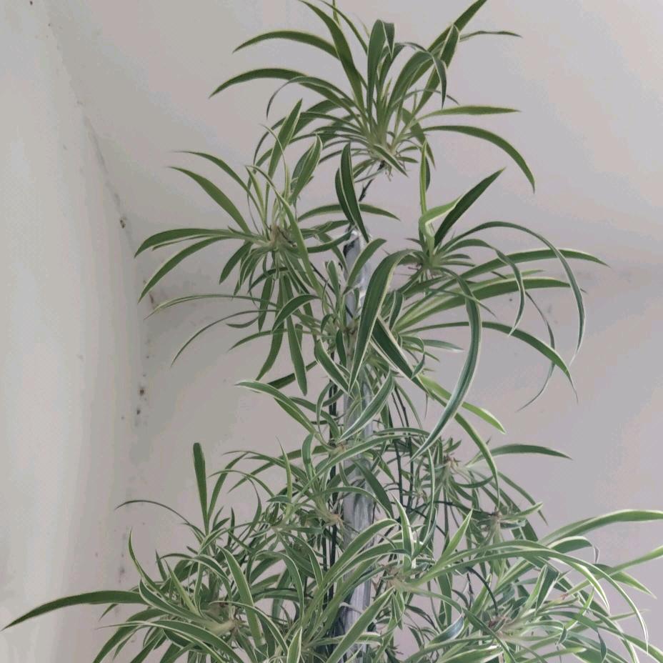 大中国芮