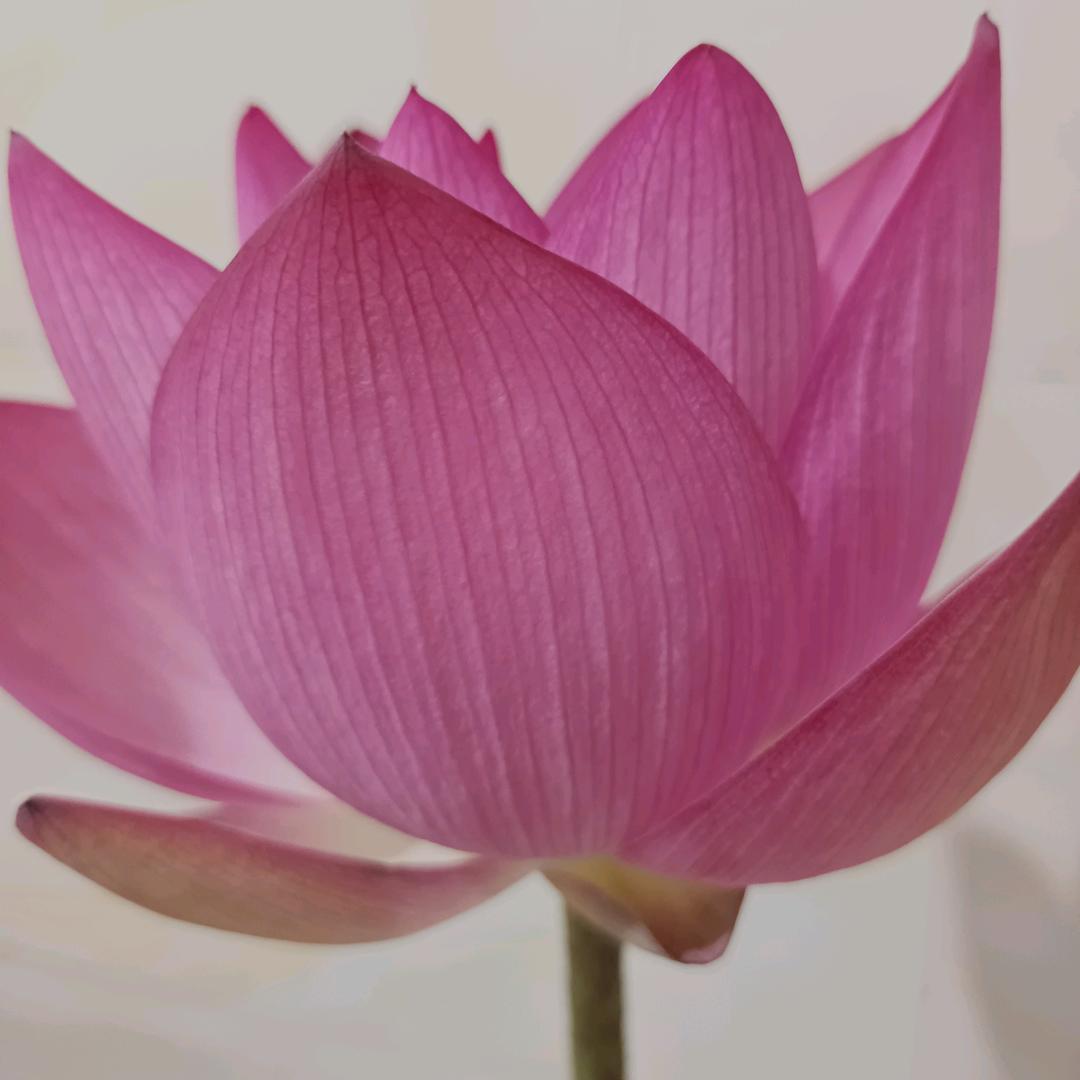 彩云飘飘！