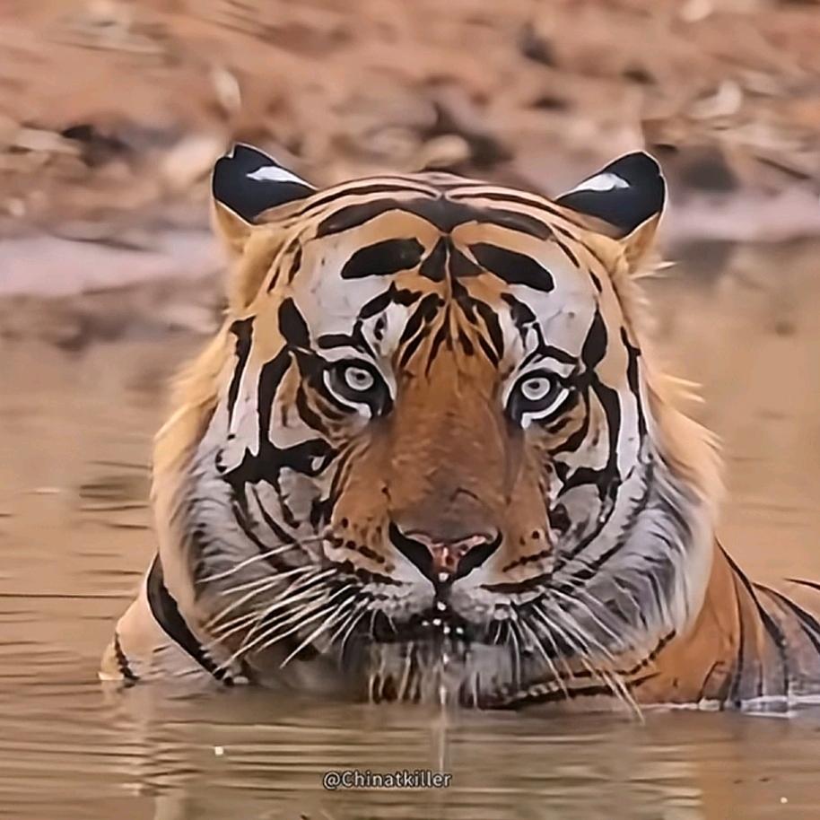 大自然的搬运工