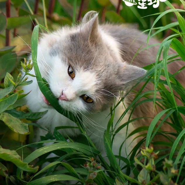 非正常人类研究所