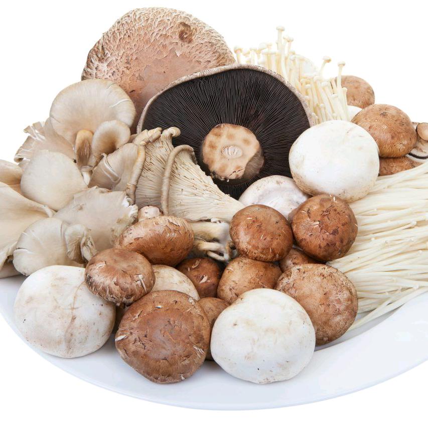 🍄‍🟫🍄‍🟫🍄‍🟫菇菇