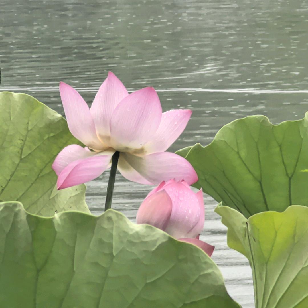 杰伦
