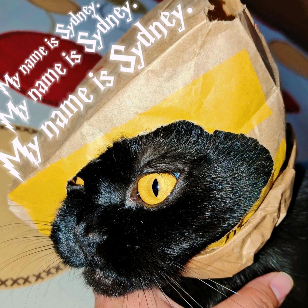 Happy stupid cat.