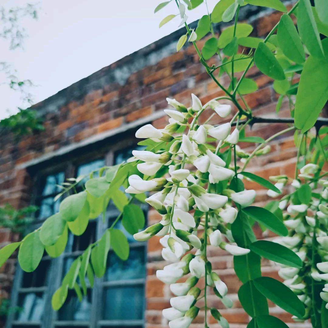 一花一世界