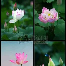 甜蜜蜜