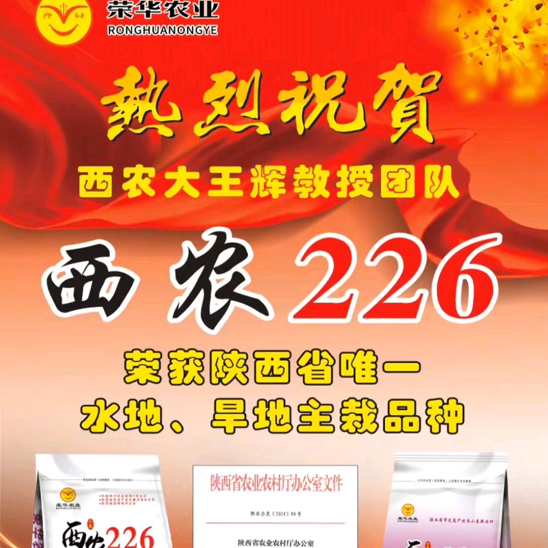 种子小马哥（武功）