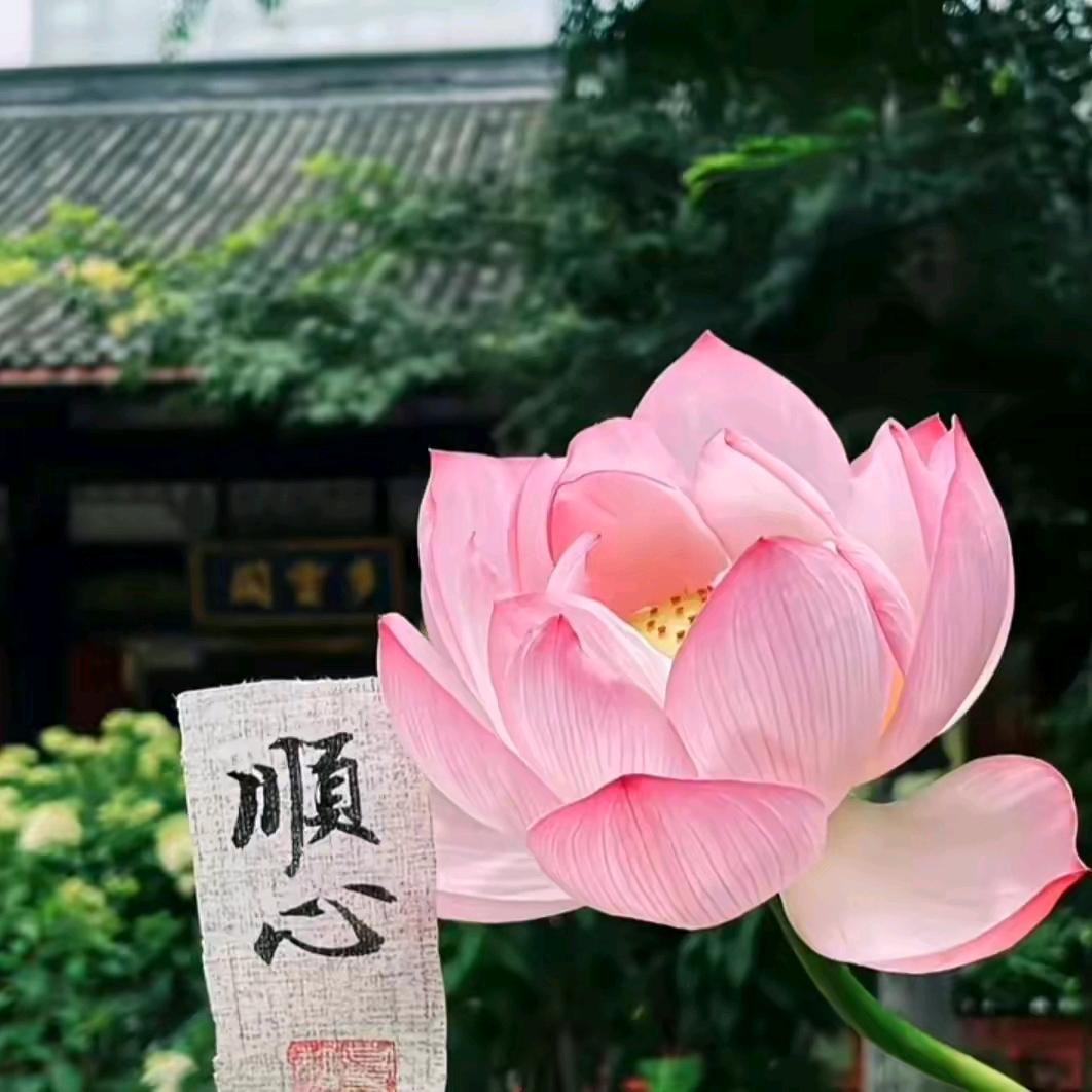 真爱一世情