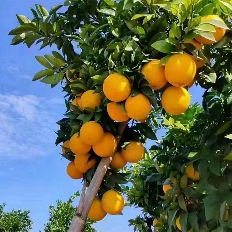 橙🍊心❤️橙🍊意
