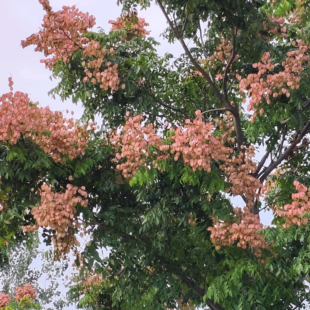 幸福每一天