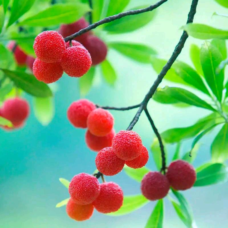 蓝语