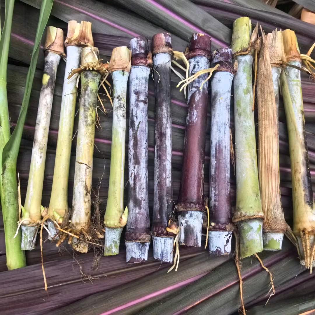 吉祥种业高产牧草