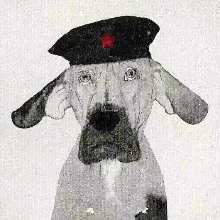 是秃子总会发光