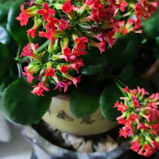 高秀花