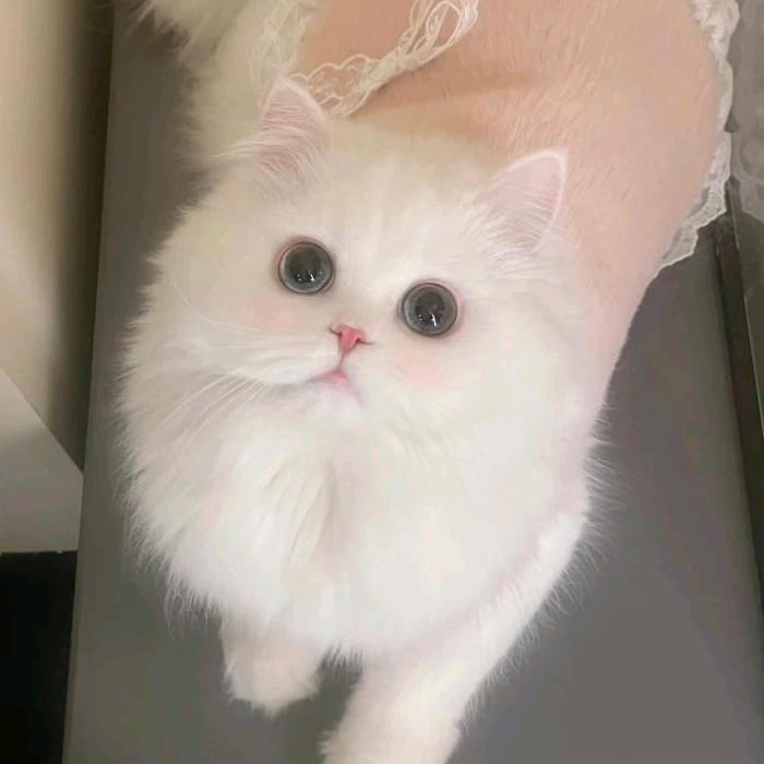 宁耶！