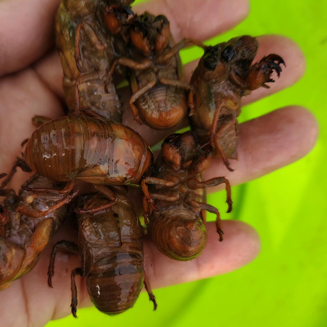 鄢陵黄氏金蝉小号