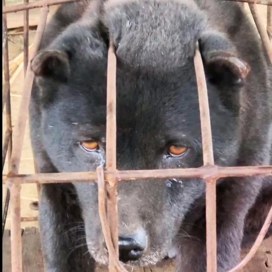 镇圩瑶族乡祥哥的田园犬