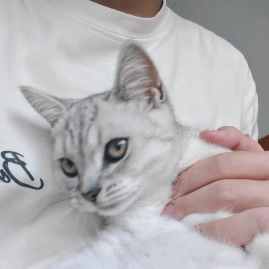 落惊弦