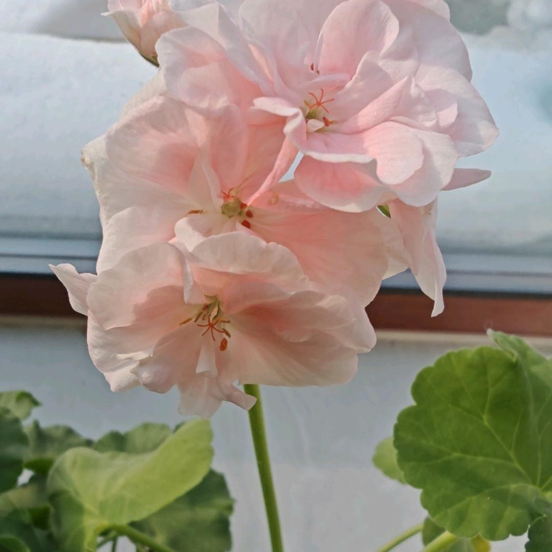 花开时节