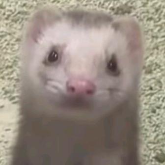 用opppA5看片爆炸后变成可爱小厨娘