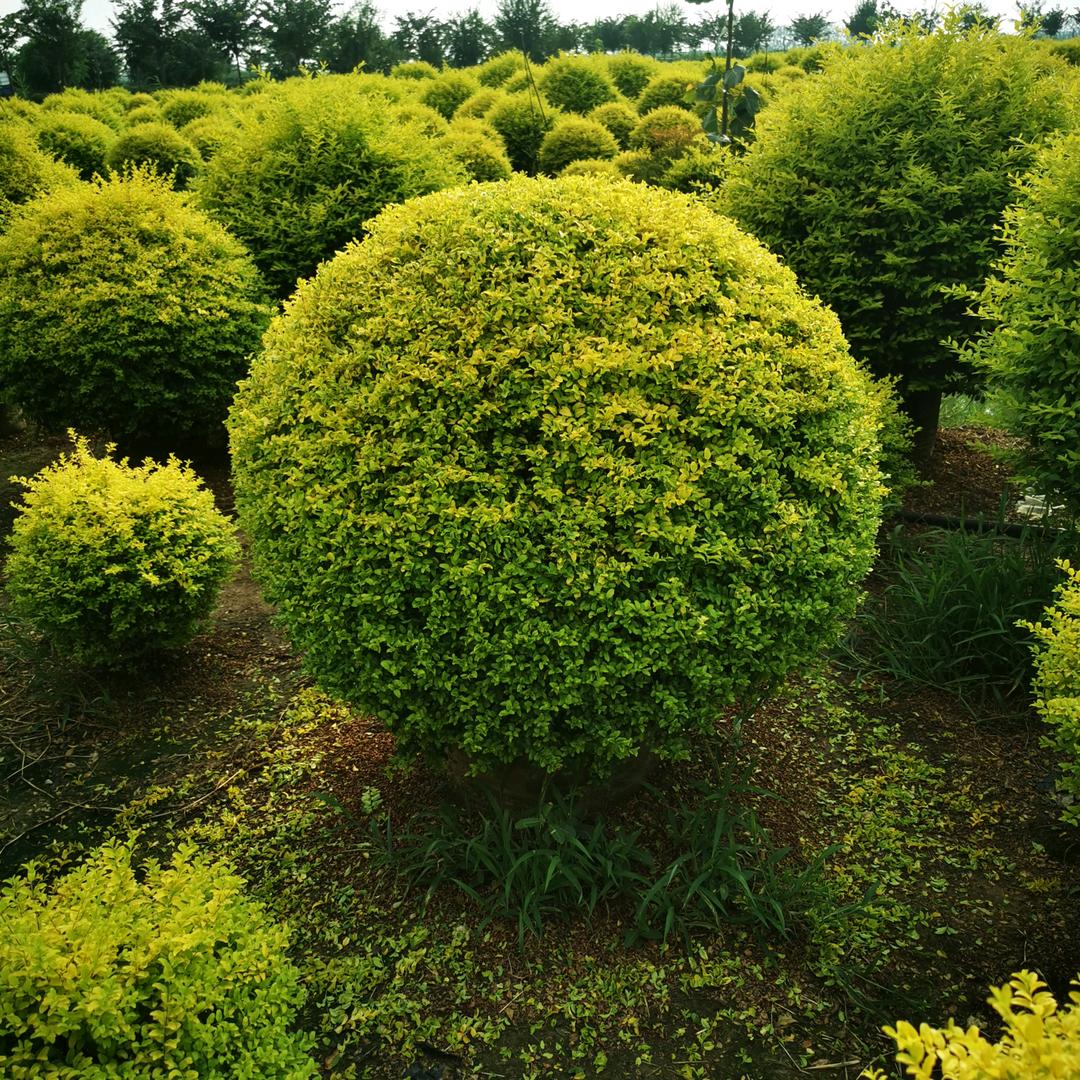 亮晶    球类专供