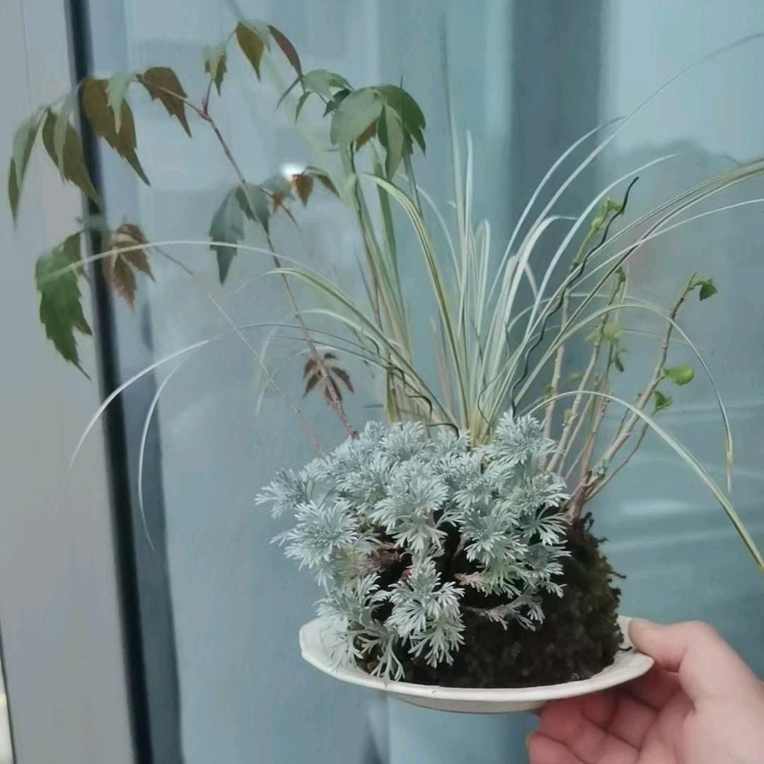 大白山野草盆栽