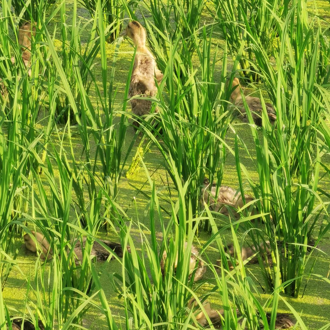 信兰堂
