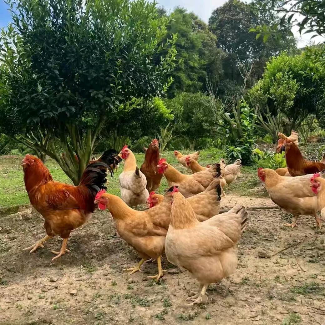 思，在农村养土鸡，