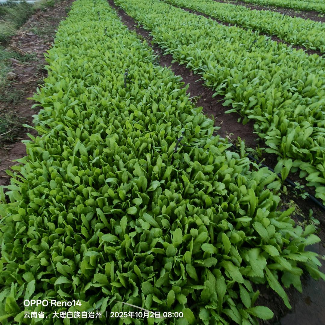 贡菜小新陈🌱