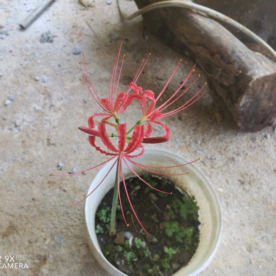 彼岸似你似花