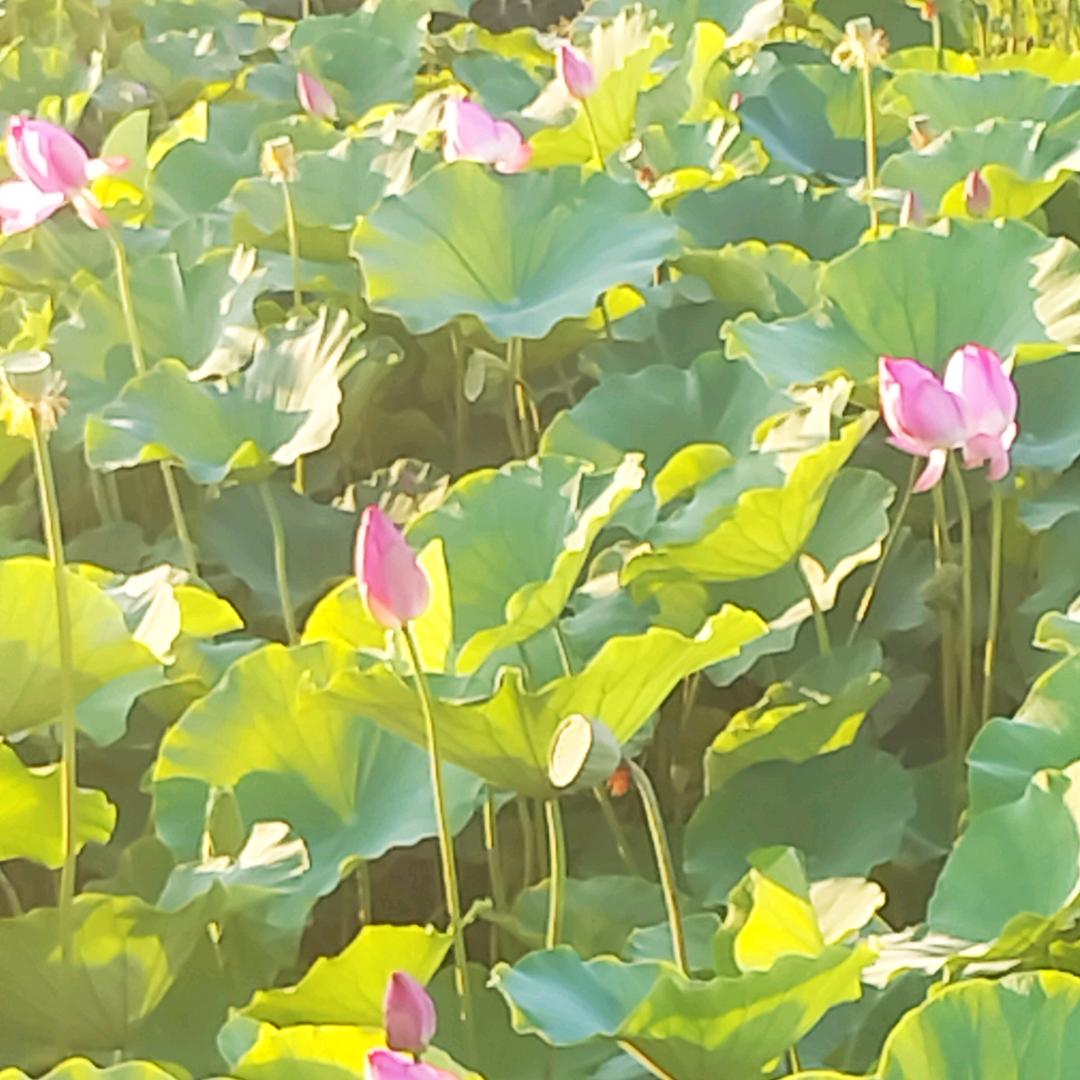 芳姐