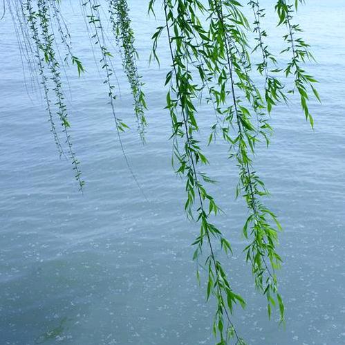 yuanyue你好