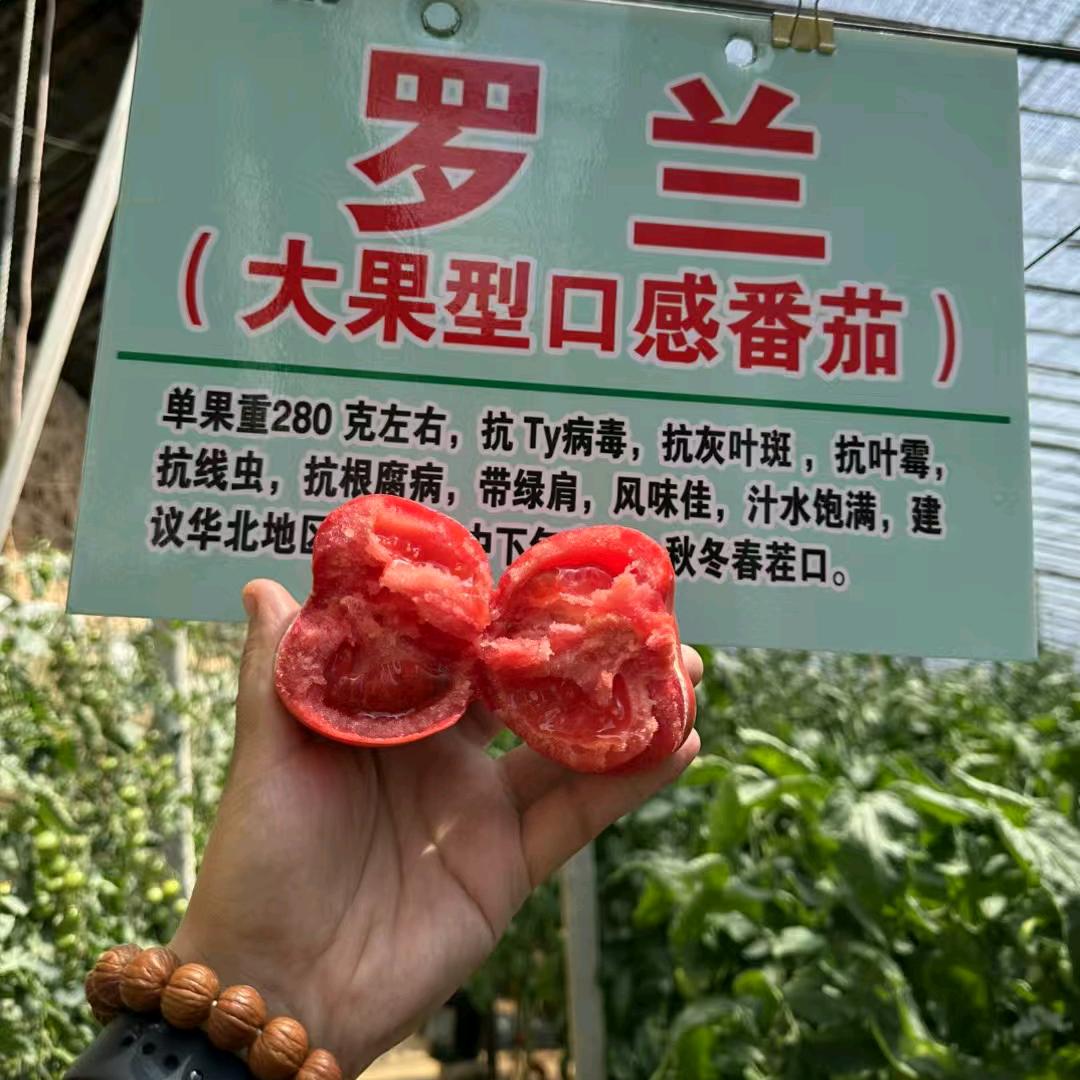 王蕾~寿光蔬菜种苗～罗兰口感番茄
