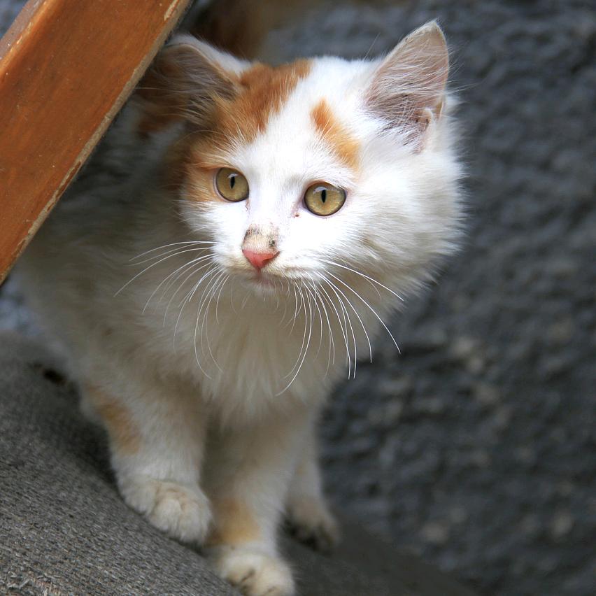 小野猫