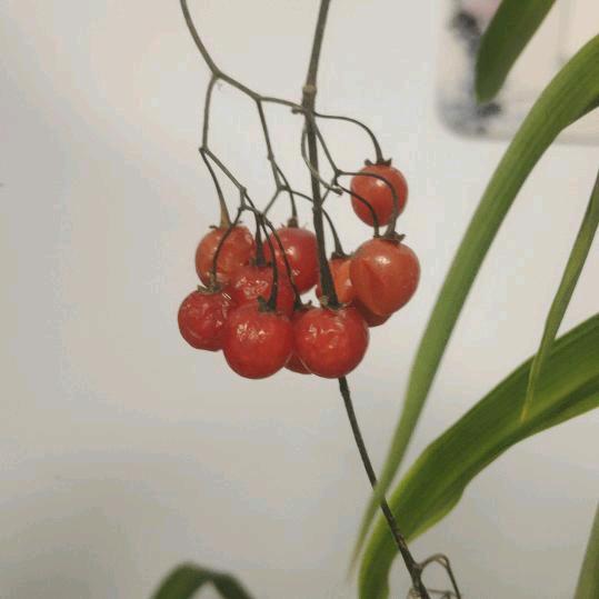 清茶