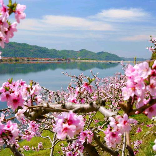 集安转盘青年假日旅行社，331领队