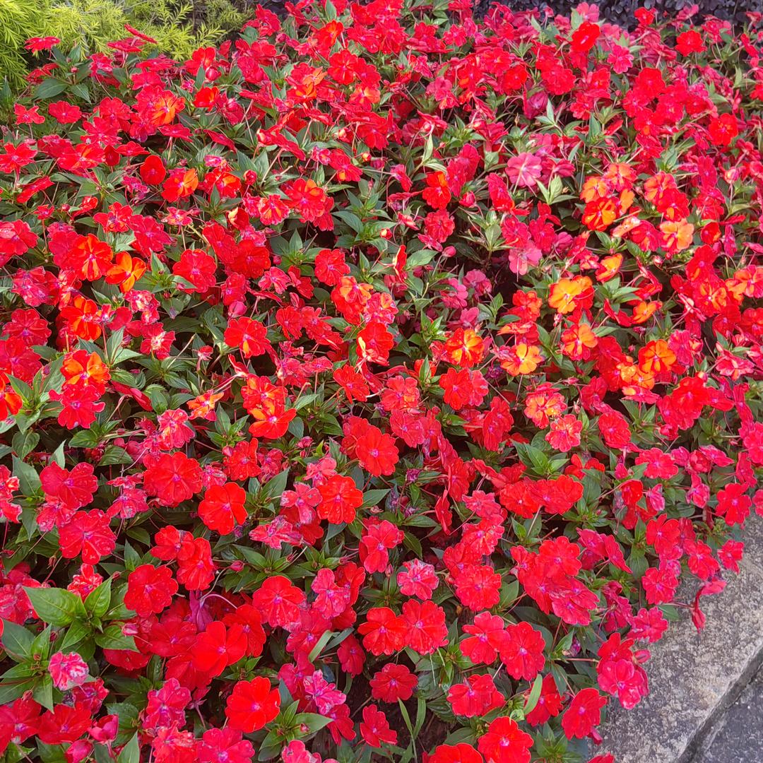 芬芳