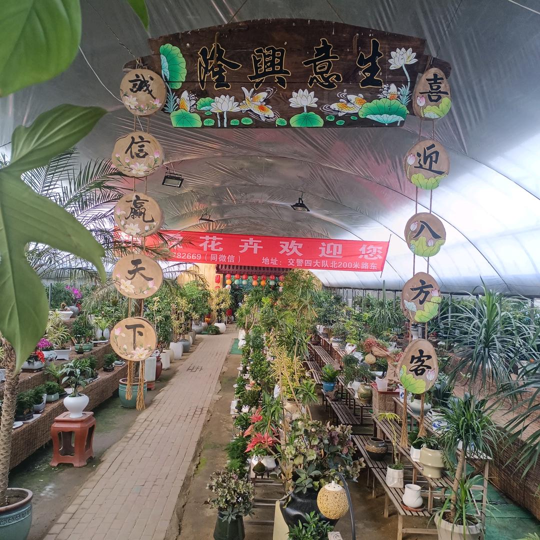 桓霖花卉