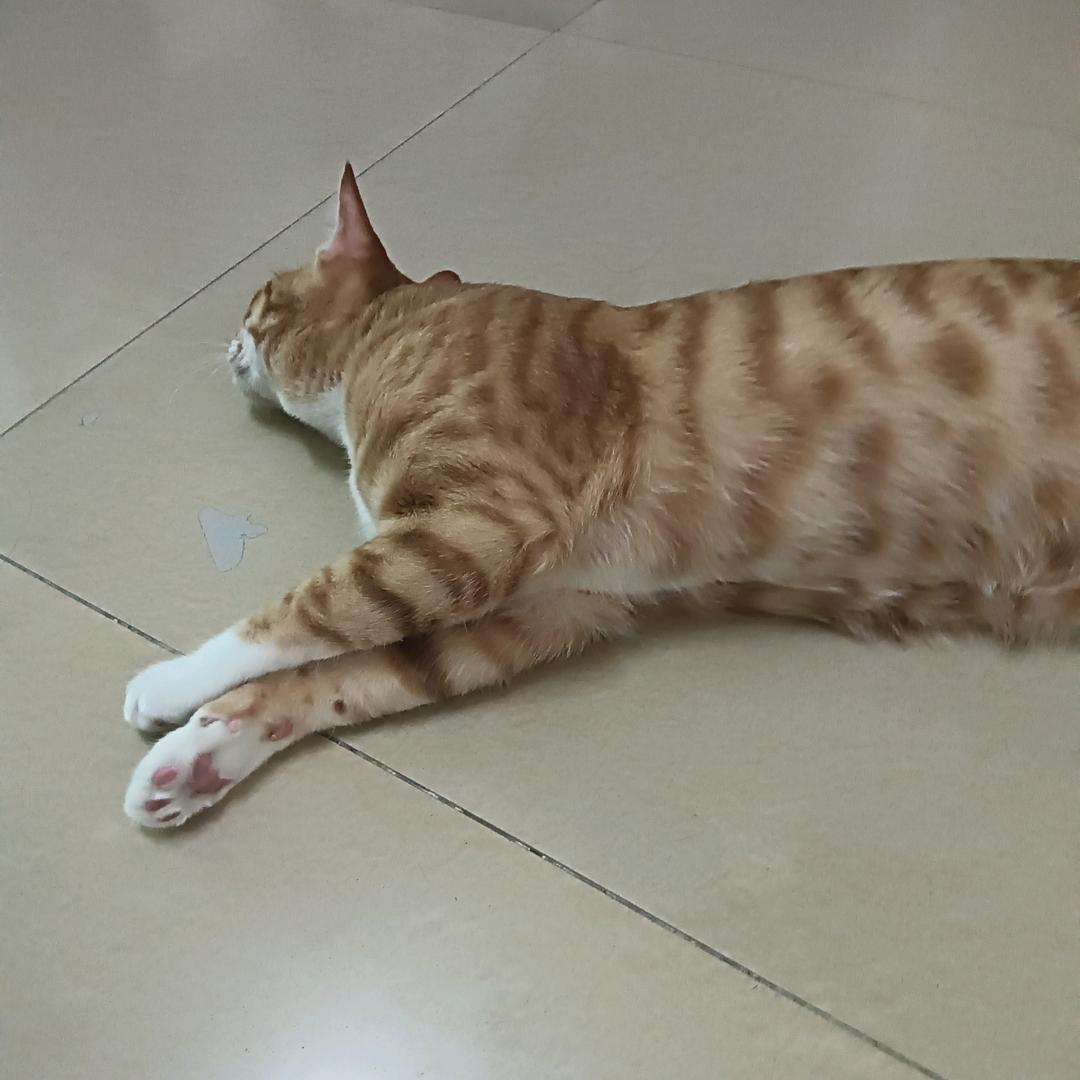 串串只是只土猫