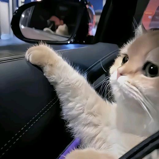 无尾yi巴🐱