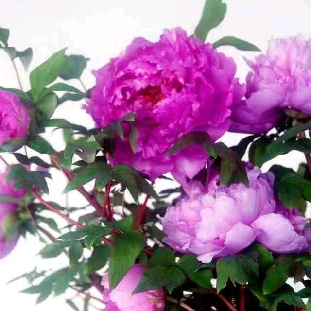 一花一世界