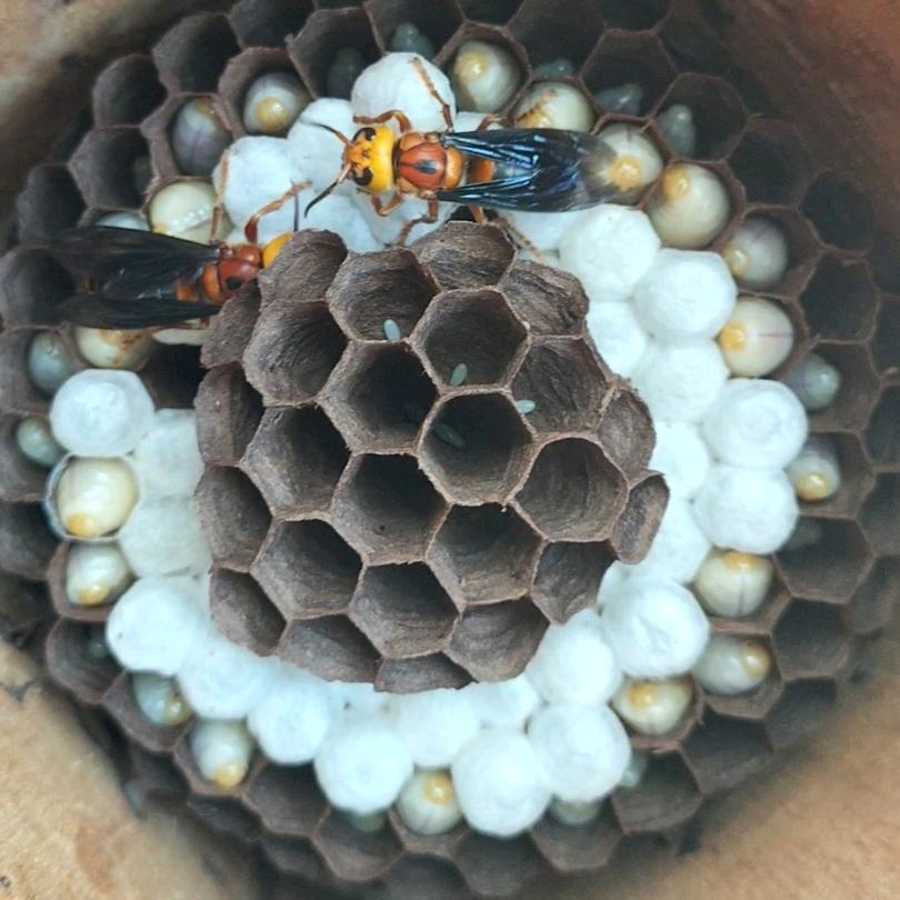 剑河信蛇养殖场