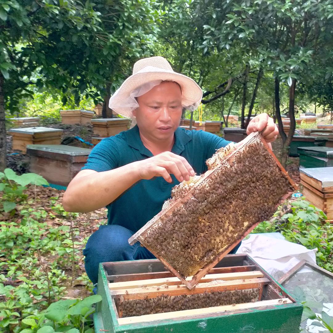 湖南郴州中蜂王中蜂育种