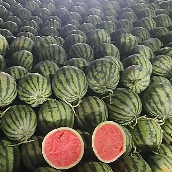 小毕麒麟瓜